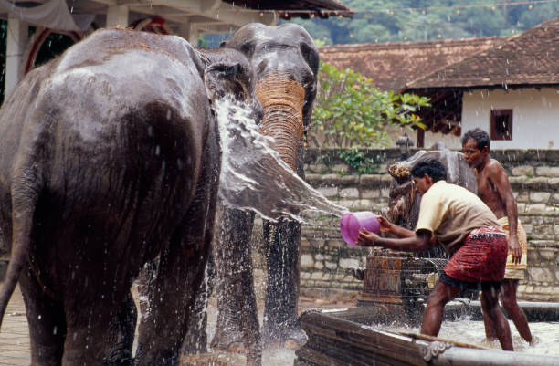 gettyimages 80995273 612x612